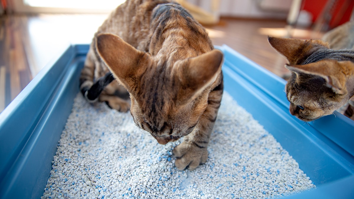 ​What is Bentonite Cat Litter?